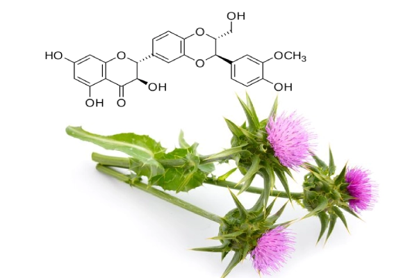  Silybin phospholipids có tác dụng ngăn ngừa các tổ chức xơ sẹo